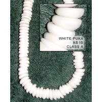 Natural Shell Beads