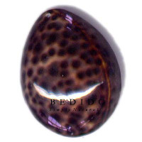 Natural Shell Pendant