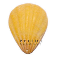 Natural Shell Pendant