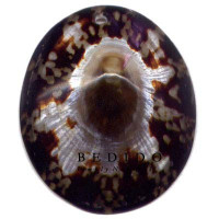 Natural Shell Pendant